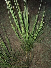 Cytisus scoparius