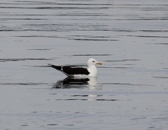 Larus fuscus