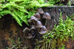 Mycena stipata