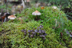 Mycena stipata