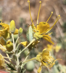 Chlorochroa