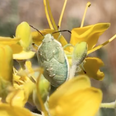 Chlorochroa