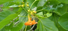 Cordia subcordata