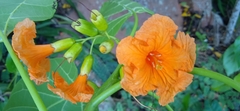 Cordia subcordata