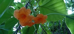Cordia subcordata
