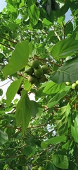 Cordia subcordata