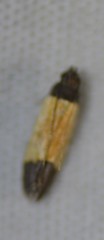 Anacampsis coverdalella