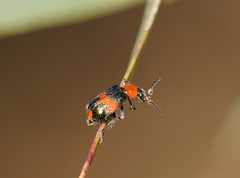 Dicranolaius bellulus