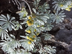 Crossostephium chinense