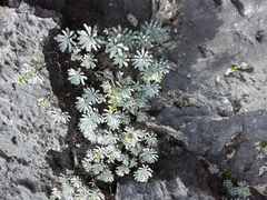Crossostephium chinense