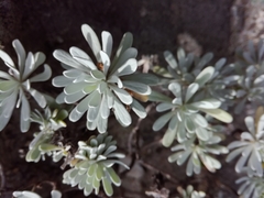 Crossostephium chinense