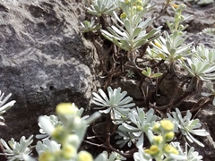 Crossostephium chinense