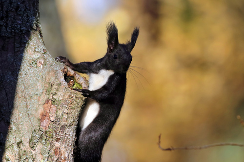 Paprastoji voverė nuotrauka