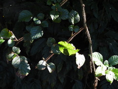 Rubus wallichianus