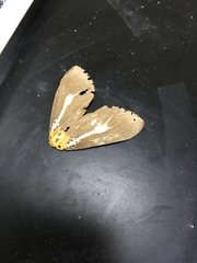 Asota heliconia riukiuana