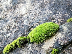 Zygodon viridissimus