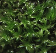 Zygodon viridissimus