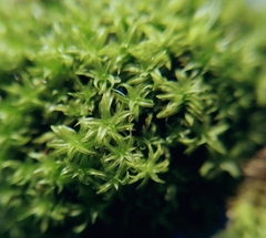 Zygodon viridissimus