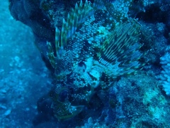 Dendrochirus barberi