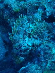 Dendrochirus barberi