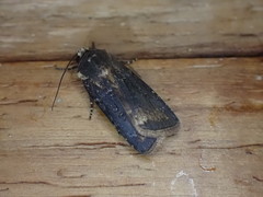 Amazonides fumicolor