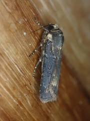 Amazonides fumicolor