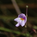 Purple Bladderwort - Photo (c) Morgan Stickrod, some rights reserved (CC BY-NC), uploaded by Morgan Stickrod