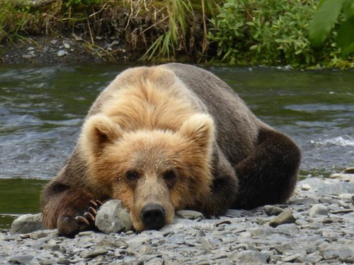 A sow and her older cub I think. They were play fighting at 