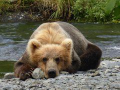 Ursus arctos middendorffi