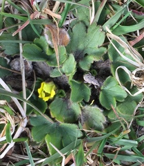 Ranunculus royi