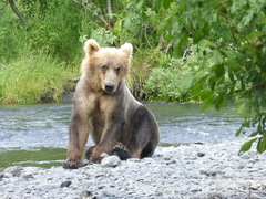 Ursus arctos middendorffi