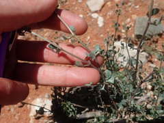 Roepera lichtensteiniana