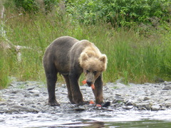 Ursus arctos middendorffi