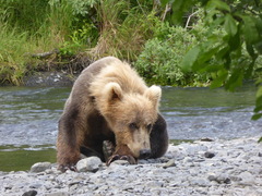 Ursus arctos middendorffi
