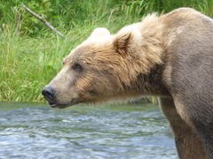 Ursus arctos middendorffi