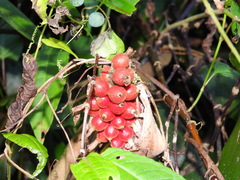Alpinia kawakamii