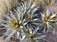 Celmisia semicordata aurigans