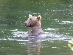 Ursus arctos middendorffi