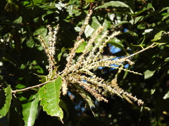 Castanopsis formosana
