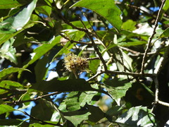 Castanopsis formosana