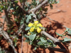 Roepera lichtensteiniana