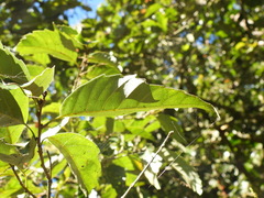 Castanopsis formosana