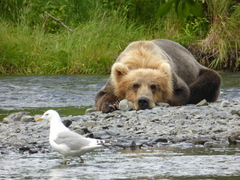 Ursus arctos middendorffi