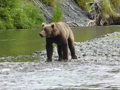 Ursus arctos middendorffi
