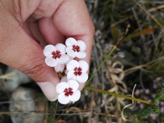 Erica ampullacea