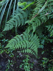 Dennstaedtia scandens