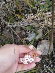 Erica ampullacea