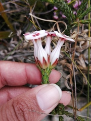 Erica ampullacea