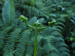 Dennstaedtia scandens