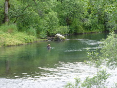 Ursus arctos middendorffi